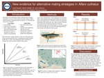 New Evidence for Alternative Mating Strategies in Alfaro cultratus by Kaeli Mueller, Kaitlyn Golden, and Jerry Johnson PhD