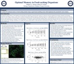 Optimal Memory in Food-caching Organisms