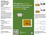 P39 Effects on Accumbal DA in Young vs. Old Mice