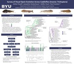 Survey of Visual Opsin Evolution Across Caddisflies (Insecta: Trichoptera)