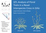 QTL analysis of floral traits in a novel interspecies cross in Gilia by Joseph DeTemple and Clinton Whipple