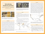 Introducing Xanthoria parietina: Invasive, Naturalized, or Opportunistic? by Mikele Baugh and Steve Leavitt