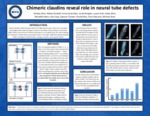 Chimeric claudins reveal role in neural tube defects by Wesley Allen, Nathan Beckett, Emma Brenchley, Jacob Wengler, Lauren Hall, Cailey Winn, Meredith Mann, Sion Jung, Spencer Thacker, Rachel May, Dario Mizrachi, and Micheal Stark