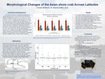 Morphological Changes of the Asian shore crab Across Latitudes