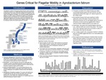 Genes Critical For Flagellar Motility in Agrobacterium fabrum