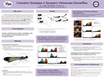 Coloration Strategies in Sympatric Vietnamese Damselflies by Eva J. Driggs and Seth M. Bybee