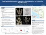 New Species Discovery in Eriastrum (Polemoniaceae) in the Californian Red Mountains by Kaitlyn Pankratz and Leigh Johnson