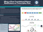 Effects of Post-Translational Histone Modifications on Transcription Rate