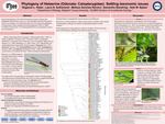 Phylogeny of Hetaerina (Odonata: Calopterygidae): Settling taxonomic issues