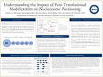 Understanding The Impact of Post-Translational Modifications on Nucleosome Positioning