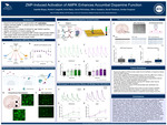 ZMP-Induced Activation of AMPK Enhances Accumbal Dopamine Function