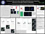 Fishing for Neurocircuitry: Identifying Multi-Sensory Integrating Neurons in the Optic Tectum of Zebrafish