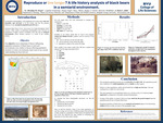 Reproduce or live longer?: A life history analysis of black bears in a semiarid environment