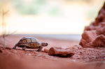 Utah's Treasured Tortoise by Jonah Smith