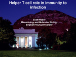 Helper T Cell Role in Immunity to Infection by Scott Weber