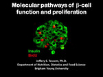 Molecular Pathways of Beta-cell Function and Proliferation by Jeffery S. Tessem